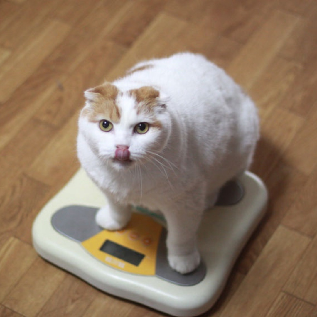 ローファットダイエットでは急激な体重の変化は望めないニャーという猫